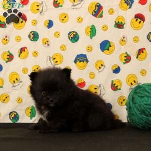 Dorman, Pomeranian Puppy